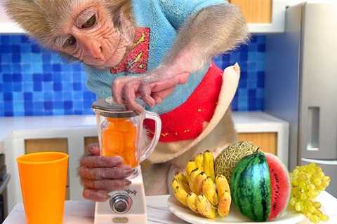 Monkey Baby Bon Bon harvests fruit on the farm to make watermelon smoothies