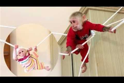Tony and Ben Ben monkey practice climbing ability