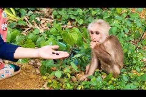 Tony monkey eats fruit with 2 sisters Xuka and Chip