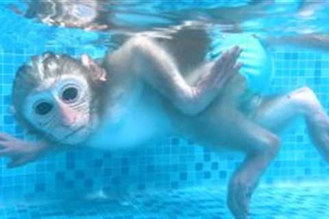 Monkey Baby Bon Bon swims with duckling at the pool and eat fruit ice cream with puppy in the garden
