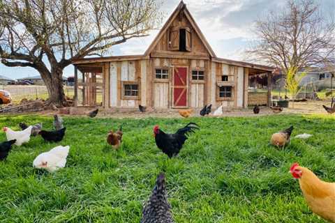 The Best Chicken Coop for Your Space - Critter Ridge