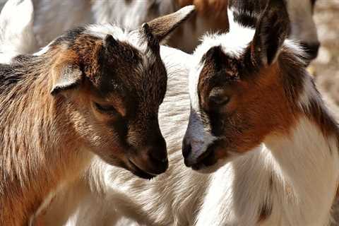 Breeding Meat Goats Seasonality & Bigger Litters - Critter Ridge