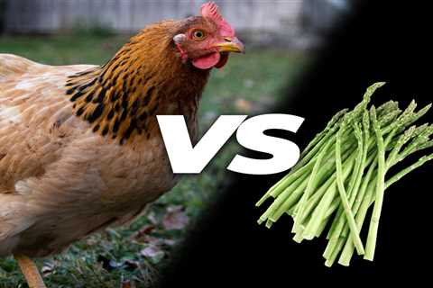 Can Chickens Eat Asparagus? - Critter Ridge