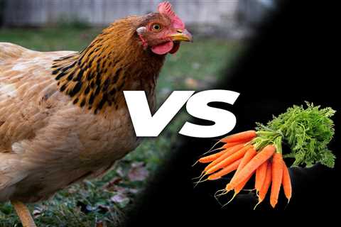 Can Chickens Eat Carrots? - Critter Ridge