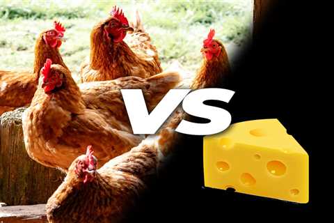 Can Chickens Eat Cheese? - Critter Ridge