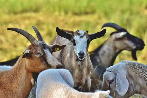Is Raising Meat Goats for You? - Critter Ridge