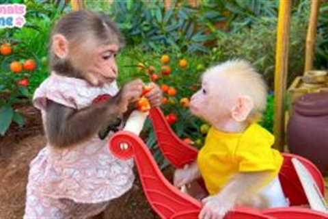 BiBi helps dad cook for baby monkey Obi