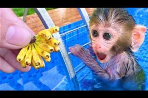 Monkey Baby Bon Bon harvests bananas in the farm and swims with rainbow balloons in the pool