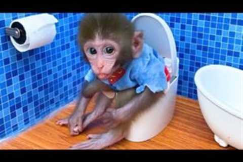 Monkey Baby Bon Bon buy toilet paper in the supermarket and plays with the Puppy So cute