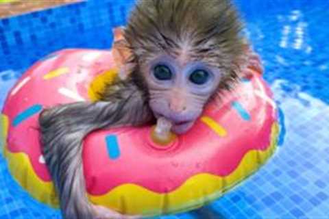 Monkey Baby Bon Bon swims with floats in the pool and puppy play with frog in the garden