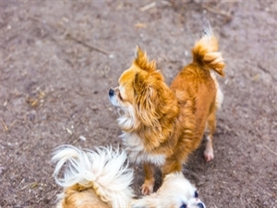Sweet Mini Poodle Puppies