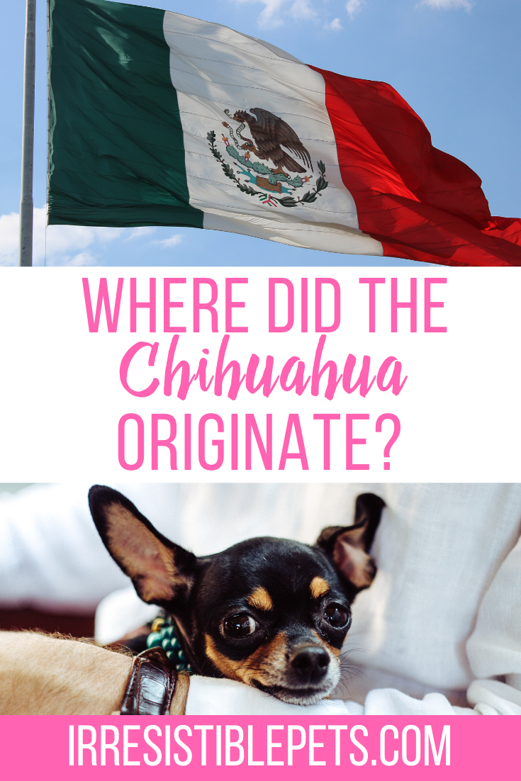 Where Did the Chihuahua Originate?