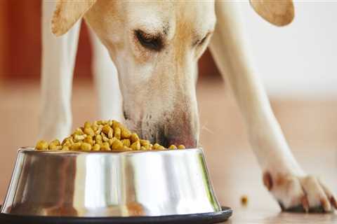 Do dogs need grain in their dog food?