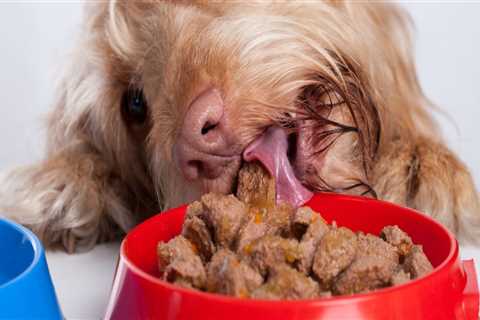 What is the healthiest & best tasting dry dog food?