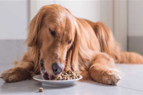 What is the best dog food recommended by vets?