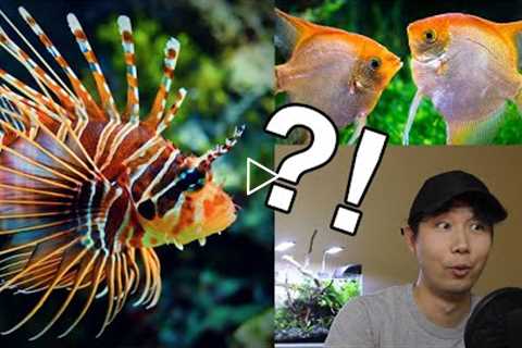What if Fresh and Salt Water Fish IN THE SAME TANK?! | Fish Tank Review 53