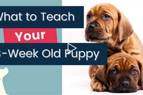 Puppy Training Basics 5 Things To Teach An 8 Week Old