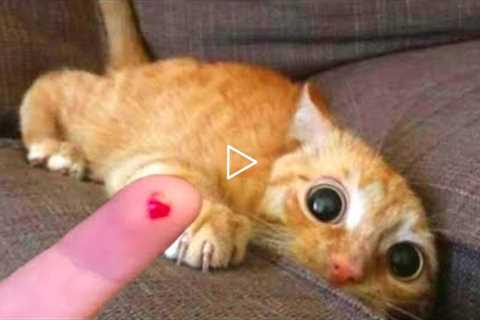 Try Not To Laugh | Funniest Cat Videos In The World | Funny Animal Videos #100