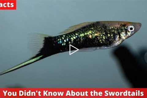 9 Facts You Didn't Know About the Swordtails