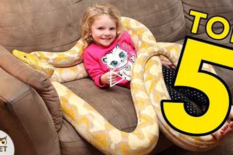 THESE ARE THE MOST BEAUTIFUL BEGINNER PET SNAKES | Animal Countdown