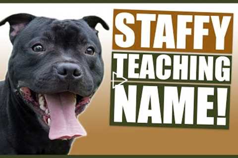 PUPPY TRAINING! Teaching Your STAFFORDSHIRE BULL TERRIER Puppy Their Name