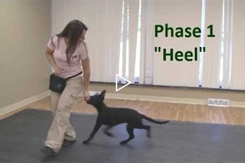How to Train a Dog to Heel (K9-1.com)