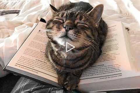 😇 If You Laugh, You Will Lose - Funniest Cats Expression Video 😇 - Funny Cats Life