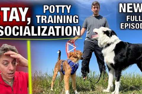The MOST IMPORTANT Thing I Train ANY DOG, and It’s EASY!
