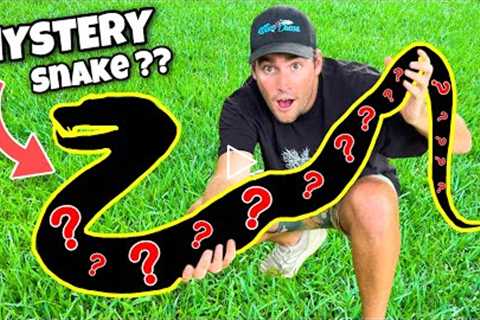 NEW MYSTERY SNAKE UNBOXING ! WHAT COULD IT BE ??
