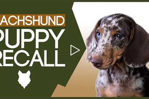 DACHSHUND RECALL TRAINING! How To Train Your Dachshund Puppy Perfect Recall!