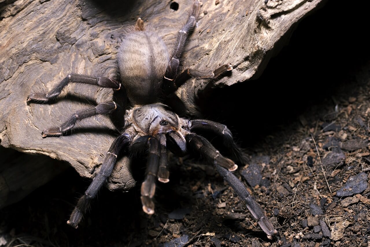 Do Tarantulas Drink Water?