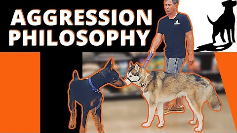 Learn How to Help all Forms of Aggression and Reactivity - Kahoots Pet Store Live Event.
