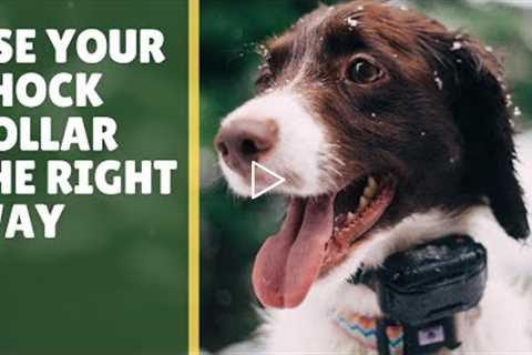 5 Tips: E-Collar Dog Training for Beginners