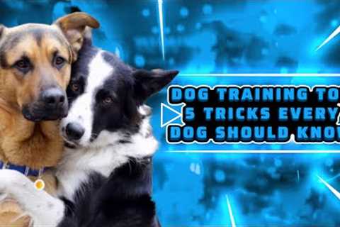 Basic Dog Training 🐕 – TOP 5 Essential Tricks Every Dog Should Know!