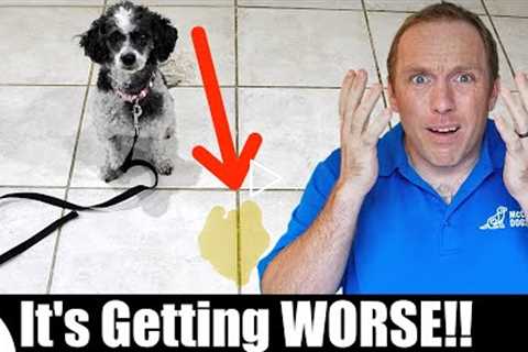 The BIGGEST Mistake People Make With Puppy House Training