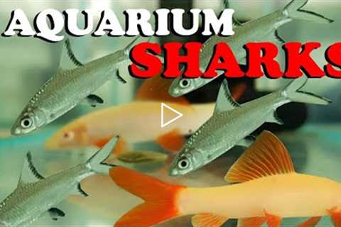 Can You Keep a SHARK in an AQUARIUM? 4 Types of Freshwater Shark Fish