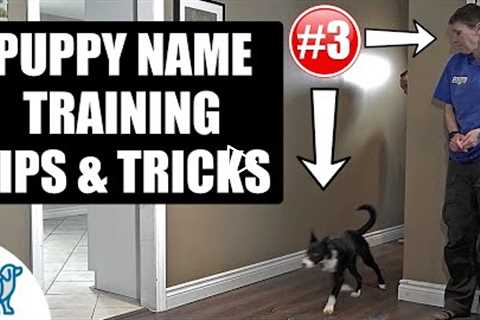 Simple Tricks For Teaching Your Puppy Their Name - Puppy Training Secrets