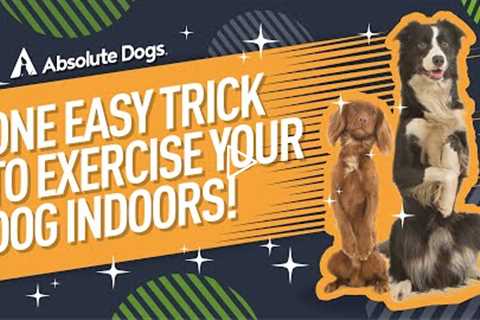 One EASY trick to EXERCISE your dog INDOORS!