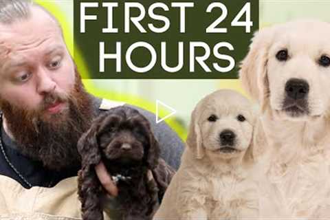 Puppy Training Made Easy! CRUSH the first 24 hours!