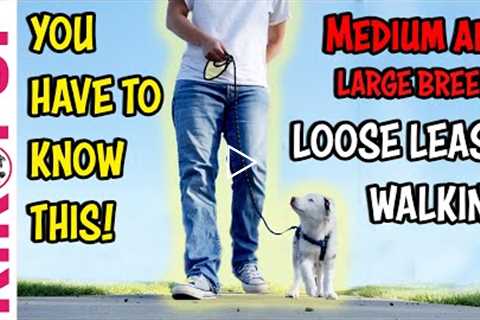 Large breed leash walking tip - Professional Dog Training