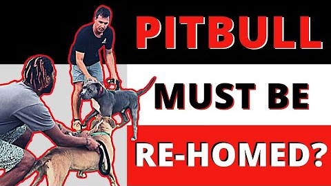 When you should re-home your aggressive dog.
