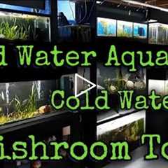 Fish Room Tour March 2021 Cold Water Aquatics