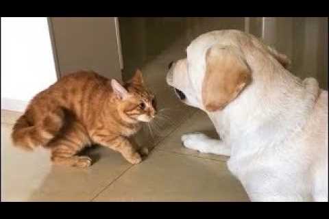 Funniest Cats – Best Funny Cat Videos Of 2022 – Funny Cats HD #57