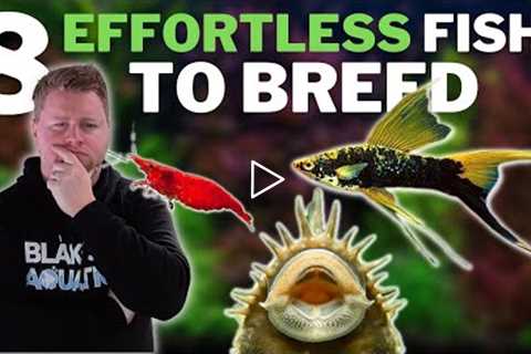8 Effortless Fish to Breed - Great Options for Easy Aquarium Breeding