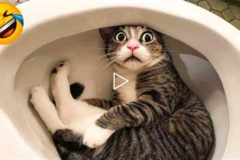 1 Hour of Funniest Cat Videos In The World | Try Not To Laugh Funny Animal Videos #125