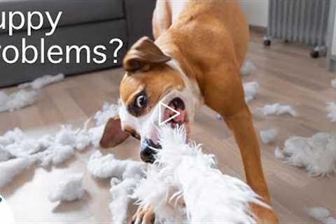 The BIGGEST Mistake New Puppy Owners Make...
