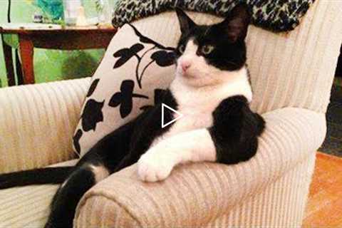 These funny CATS will make you FEEL BETTER! LAUGH with us