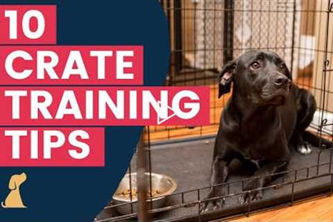 Crate Training Tips - 10 Hacks To Help Your New Puppy Love The Crate