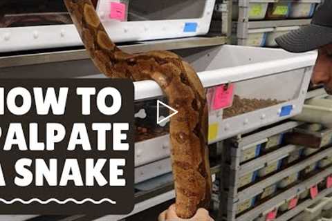 Are Your Snakes Ready to Breed? How to Palpate your Snake.
