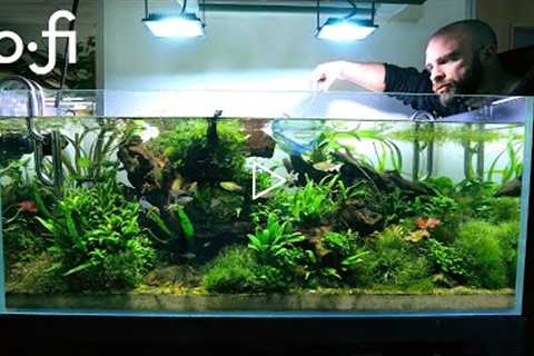 *Real Time* Fish Tank Cleaning - LoFi Beats [relaxing/motivation]